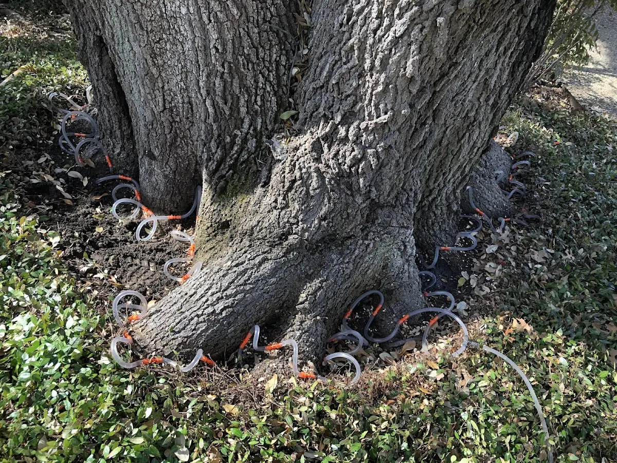 Detailed Tree Cabling and Bracing job site in Colman