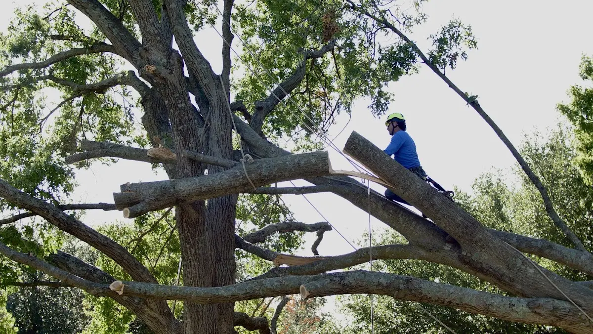 Professional Hazardous Tree Removal performed by certified arborists in Colman