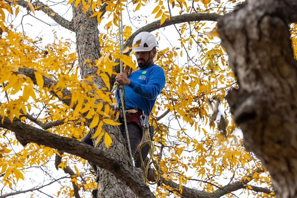 Skilled Tree Planing crew working in Colman