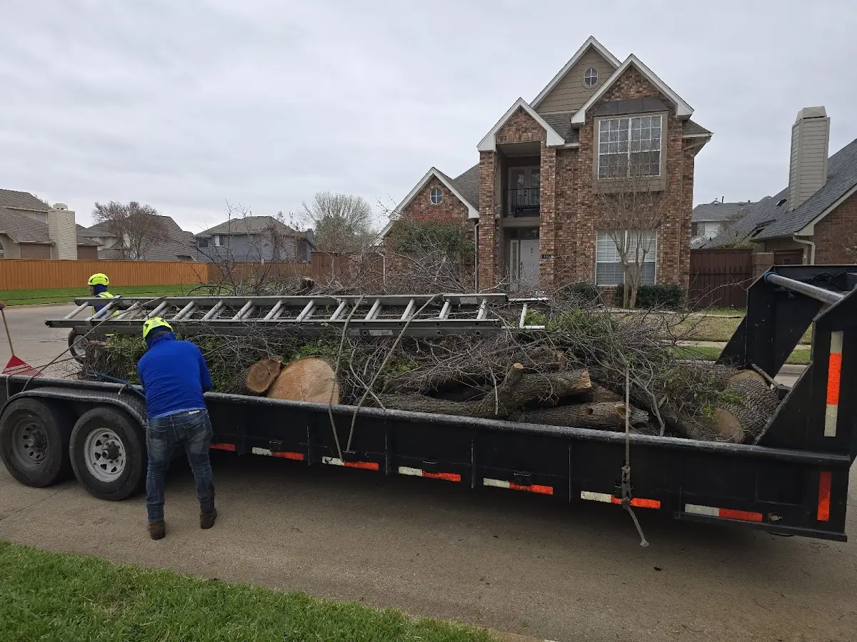 Expert Tree Pest Control with proper safety equipment in Colman